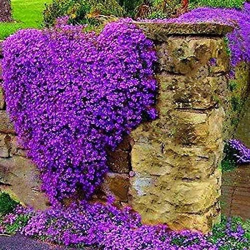 Qenci Flower Seeds- 100pcs Climbing Roses Parthenocissus Rock Cress Seeds Gardern Balcony Decor Plants