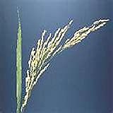 Rice (Long Grain) Seeds (20+ Seeds) | Non GMO