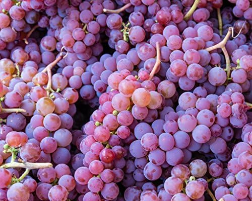 Red Grapes at the Market. Fine Art Food Photography Print for Home Decor Wall Art