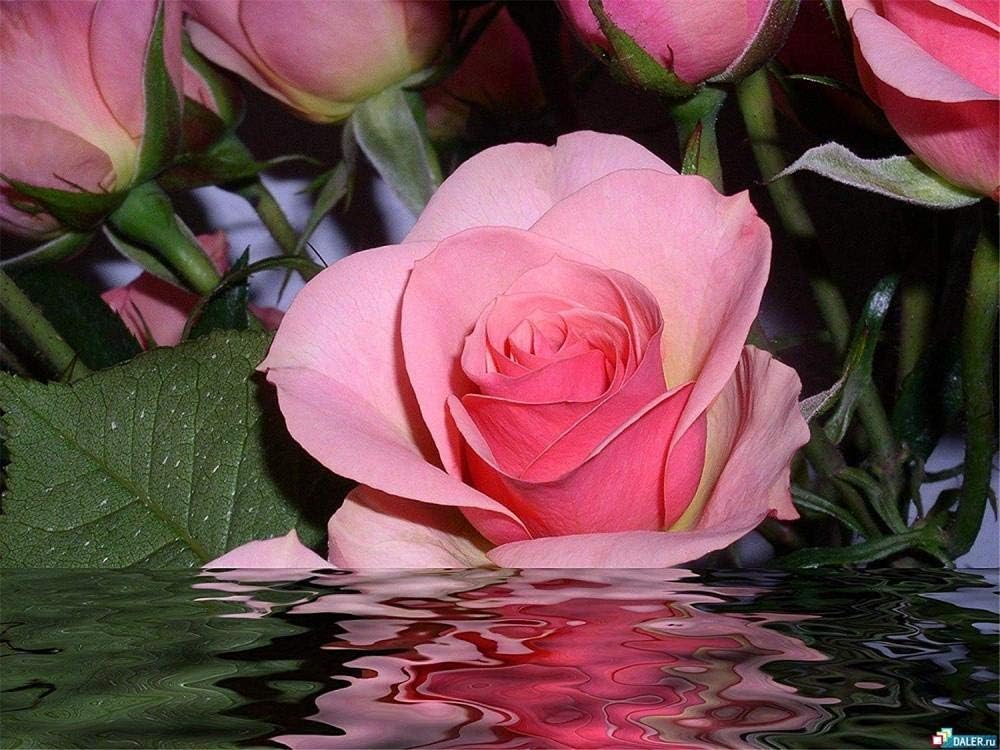 YUMUYAO Jigsaw Puzzle 1000 Pieces Adult Puzzle Wooden Puzzle Classic 3D Puzzle Rose In Water Diy Home Decor,75X50Cm