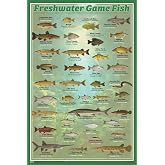 Scorpio Posters Fresh Water Game Fish Poster - 24 x 36 | Comprehensive Freshwater Fish Colletcion, 24" x 36"