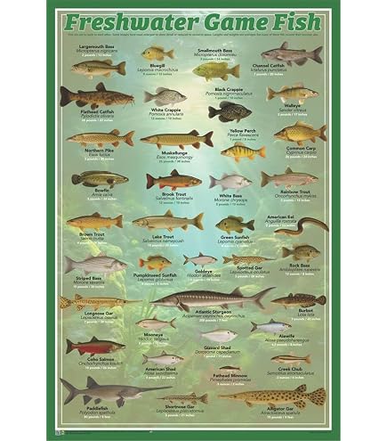 Taskmaster Fish Poster Fish Poster Taskmaster