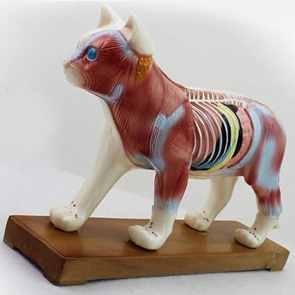 Jl Science Professionnelle Anatomie Animale Modele D Acupuncture Pour Chat Avec Des Points D Acupuncture Pour L Enseignement Ou Reference Du Veterinaire Amazon Fr Cuisine Maison
