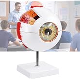 Eye Anatomy Model, 6X Enlarged Eyeball Model, Human Eye Anatomical Model | for Medical Teaching, Science Education, Study Display, 7-Part Detachable Design, Non-Toxic PVC, with Removable Stand