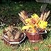 Dark Brown Half Peck Wooden Baskets (2-Pack); Thanksgiving or Halloween Treat Bucket or Wood Fruit & Vegetable Picking Basket with Wire Bail/Wood Handle; Also Great for Arts & Crafts