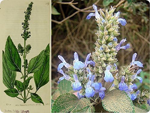 SAFLAX - Garden to Go - Chía - 500 semillas - Salvia hispanica ...