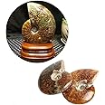 Wixine 2Pcs Natural Iridescent Ammonite Facet Specimen Fossil Madagascar Stone Gem