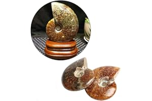 Wixine 2Pcs Natural Iridescent Ammonite Facet Specimen Fossil Madagascar Stone Gem