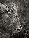 Bison: Notebook by 