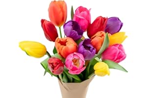 Stargazer Barn - 15 Stem Rainbow Tulips (Vase Not Included) - Fresh Flowers for Delivery - Gift for Anniversary, Birthday, Congratulations, Get Well, Graduation, Sympathy