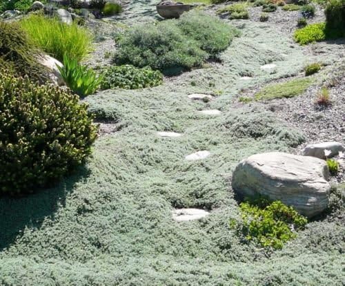 THYMUS PRAECOX PSEUDOLANUGINOSUS WOOLY THYME 1-Live Plant Ground Cover