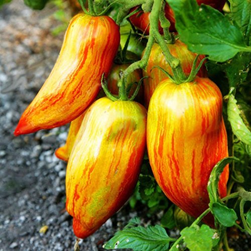 FastDirect Semillas de Tomate Amarillo 100 PCS Semillas de ...