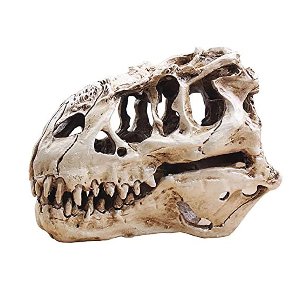 Photo 1 of KODENG Tyrannosaur Skull T-Rex Skull Gifts Lifelike Resin Crafts Dinosaur Skull Fossil Teaching Skeleton Model Home Aquarium Decor (A)