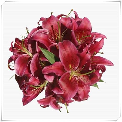 Amazon リリー球根 花ユリ 球根 庭の植栽 フレッシュでエレガントなベイズリリーは香りが強く エメラルドのような花 カラフルなdiy植栽 8 球根 赤 球根