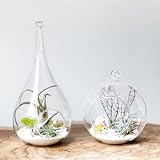 Mkouo 3 Pack Glass Hanging Planter Terrarium Vase for Succulents & Air Plants view 5