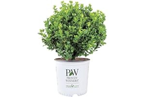 1 Gallon Proven Winners Neatball Boxwood Shrub