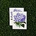 Tattify Colorful Flower Temporary Tattoo - Hydrangea Danger (Set of 2)