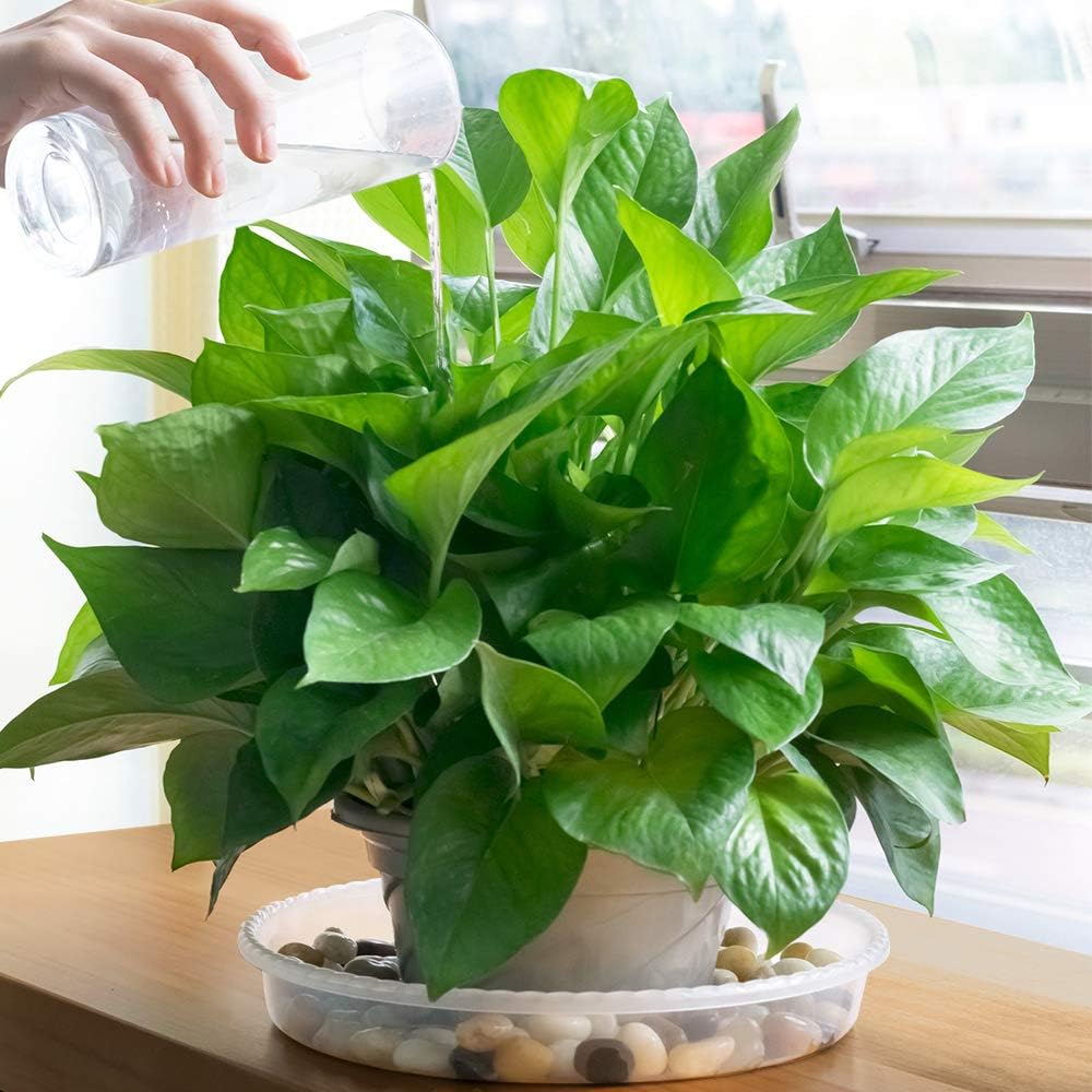 MUDEELA 6 Pack of 12 inch Plant Saucer, Durable Plastic Plant Trays for Indoors, Clear Plastic Flower Plant Pot Saucer, Made of Thicker, Stronger Plastic, with Taller Design : Garden & Outdoor