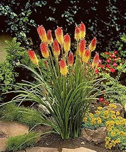 Semillas de lirio de la antorcha / 30 piezas/uvaria Kniphofia/flores de