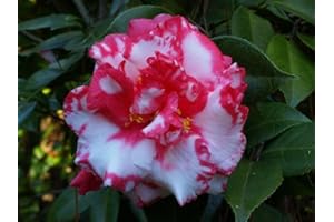 NEW LIFE NURSERY & GARDEN (1) - Daikagura Camellia Japonica - Starter Plant (4L) (1 Live Plant)