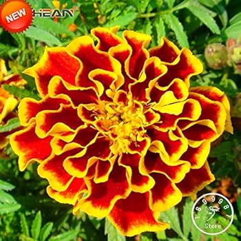 Amazon Co Jp 11種類イチョウハーブガーデンポットマリーゴールドの花盆栽鉢植えキク50個 ロット のnnr68b Mix Home Kitchen