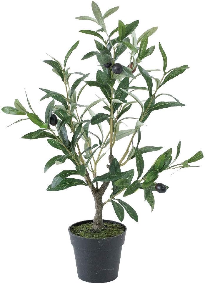 Green Olive Tree