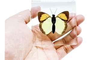 BETENSH High Definition Amber, (Starfish, Scorpion, Cockroach, Butterfly, Fish, Dragonfly) Insect Resin Specimen， Resin Amber for Children's Science Education, Collection (Orange Butterfly)