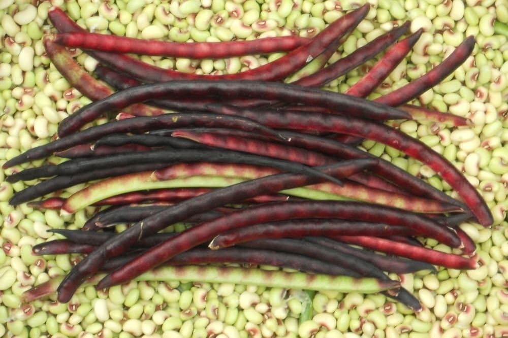 Amazon Com Mississippi Pinkeye 2 Purple Hull Southern Pea Cowpea Garden Vegetable Seeds Garden Outdoor