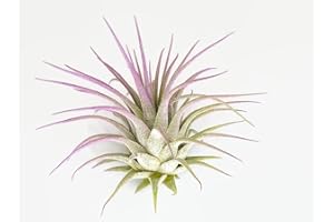 SEEDS OF STRENGTH Air Plants Ionantha - Colors and Shape Varies Due to Seasonality-Live Tillandsia Succulent House Plants - Home and Garden Decor-Easy Care Plants (Purple)