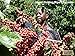 KAHAWA Kenya Coffee, Medium Roast, Ground Coffee, 100% Arabica Coffee, Kenya AA, Specialty Coffee, Premium Coffee, Single Source Origin, Direct Fair Trade, 12 Ounce (Medium, 12)
