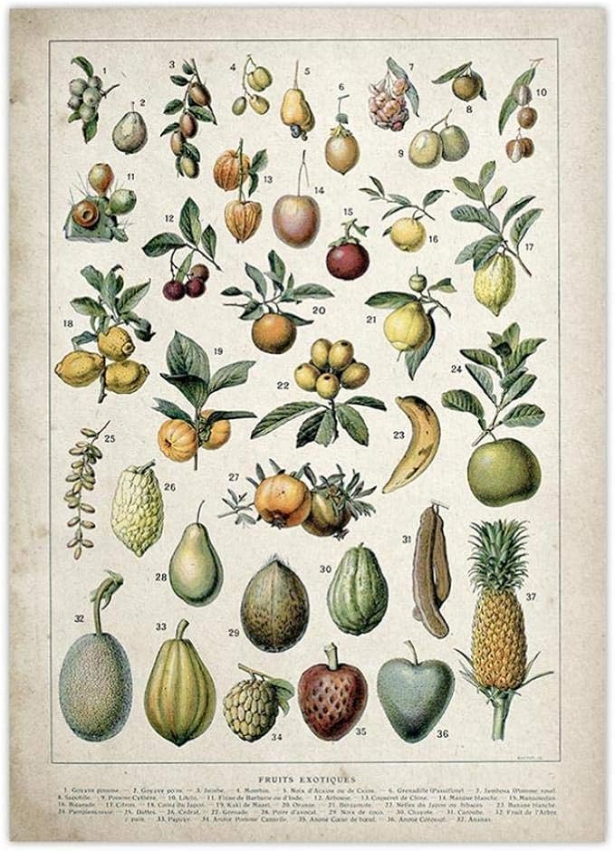 Casecover Botanique Éducatif Poster Fruit De Référence D'identification