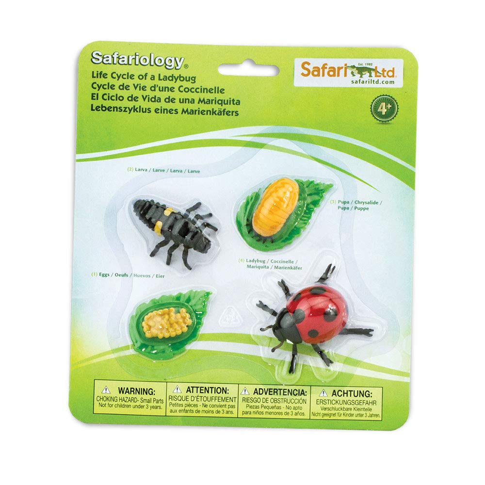 Life Cycle OF A Ladby Bug