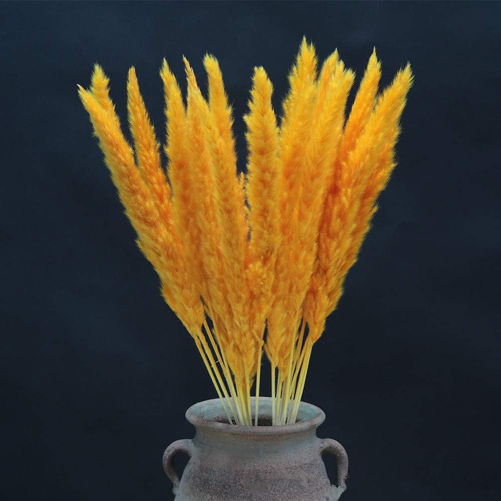 30 Pcs Natural Dried Small Pampas Grass, Phragmites Communis, Dog Tail Grass, Dry Bouquet, Wedding Flower Bunch, 23” -24" Tall Home Décor (Orange)