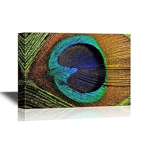 Peacock Feather Premium