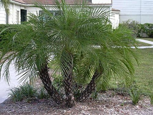 PHOENIX ROEBELENII, Pygmy Date Palm 