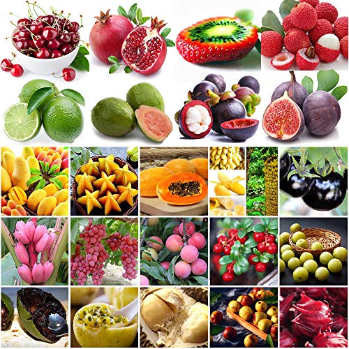 Portal Cool 5Pcs Longan Seeds: Garden Various Heirloom Vegetable Fruit Seeds Non-GMO Edible Seeds Organic Plant