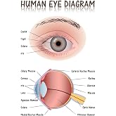 Human Eye Anatomy Poster Medical Chart Educational Diagram Cool Wall Art Print Poster 16x24