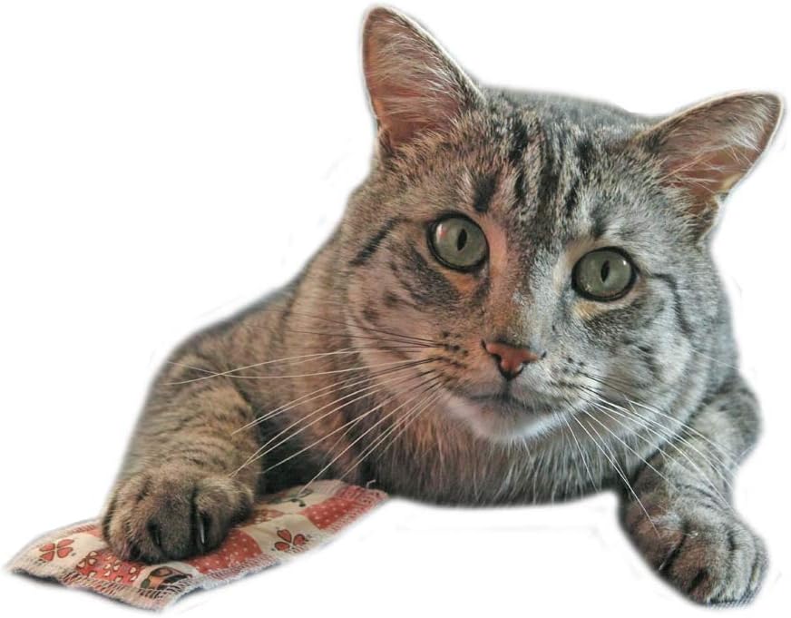 Coussin De Peluche A L Herbe A Chat De Qualite Superieure Coussin Parfume Oeko Eur 24 99 Picclick Fr