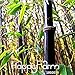 Hot Sale!Rare purple Timor Bamboo Seeds Bambusa black bamboo seeds planted courtyard Yi 100 Seeds/Pack