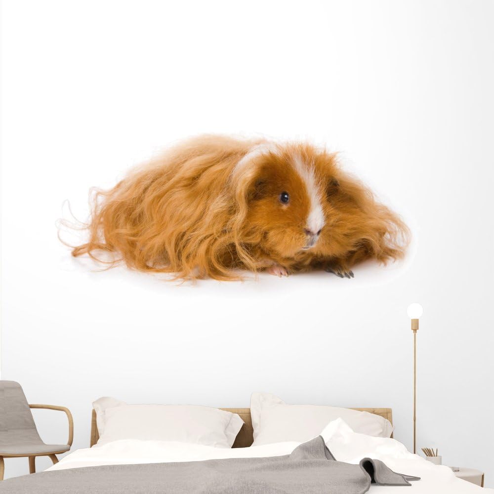 guinea pig wall stickers
