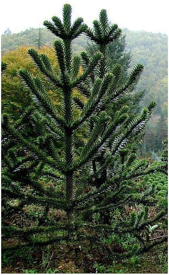 Araucaria araucana Monkey Puzzle Monkey Tail Tree 3 Seeds Amazon