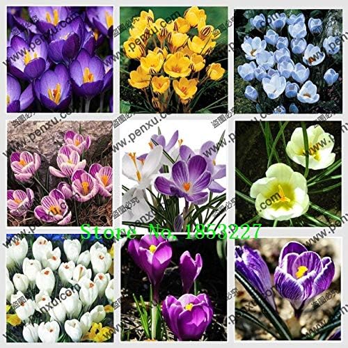 MultiColored Saffron Seeds, Potted Seed, Saffron Flower Seed