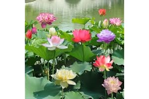 VISTATU 30+ Pcs Bonsai Bowl Lotus Seeds, Water Lily Flower Plant Seed Flowering Aquatic Fresh Garden Seeds for Pond Home Planting Ornamental(Mixed Color)