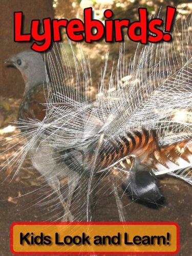 Lyrebirds! Learn About Lyrebirds and Enjoy Colorful Pictures - Look and Learn! (50+ Photos of Lyrebirds)
