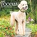 Just Poodles 2017 Wall Calendar (Dog Breed Calendars)