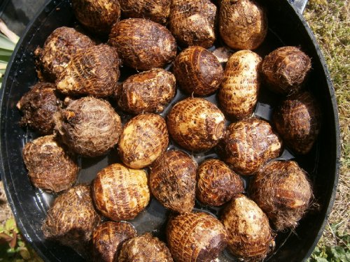 Small Taro (eddo) Plant/Bulb, NOW you're getting 4 bulbs PLUS 4 BARE ROOTS for good measure
