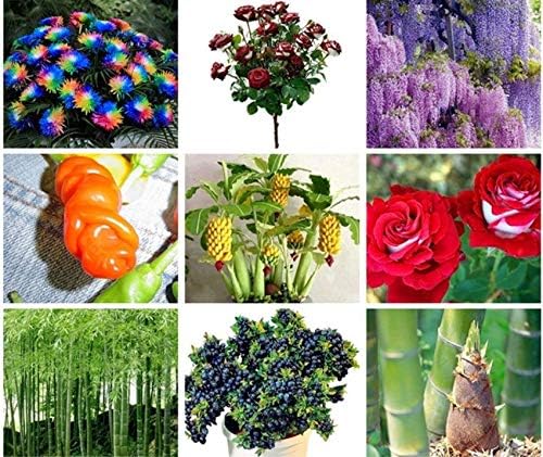 Portal Cool 50 En la Coliflor Semillas Jesi Huerto Raras: Amazon ...