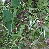 Burpee Microgreens Mix Microgreens Seeds 400 seeds