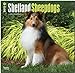 Shetland Sheepdogs 2015 Square 12x12