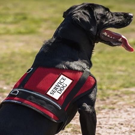 amazon service dog vest